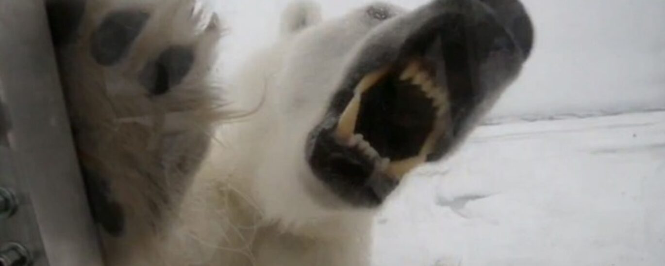 angry-polar-bear-2