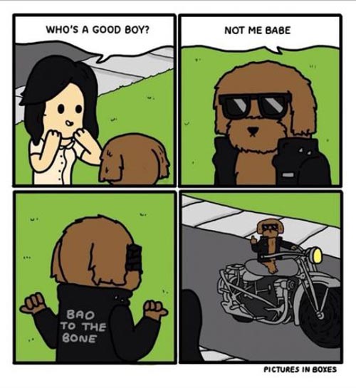 bad-to-the-bone-dog
