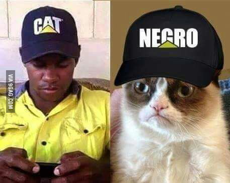 cat-negro