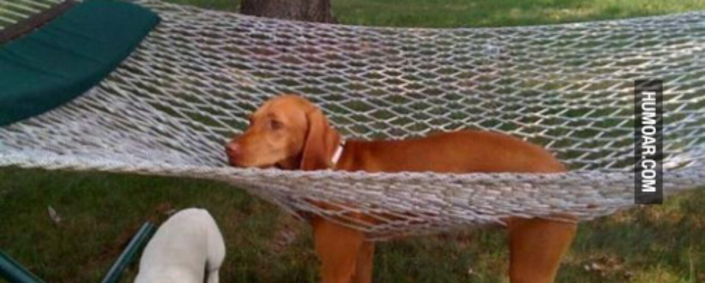 dog-hammock-terrible-mistake-2