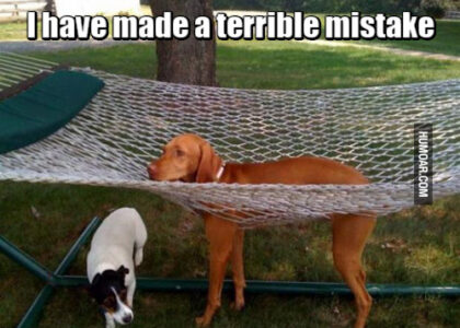 dog-hammock-terrible-mistake-2