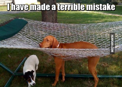 dog-hammock-terrible-mistake